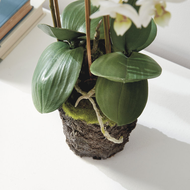 20-Inch White Phalaenopsis Orchid Drop-In Arrangement