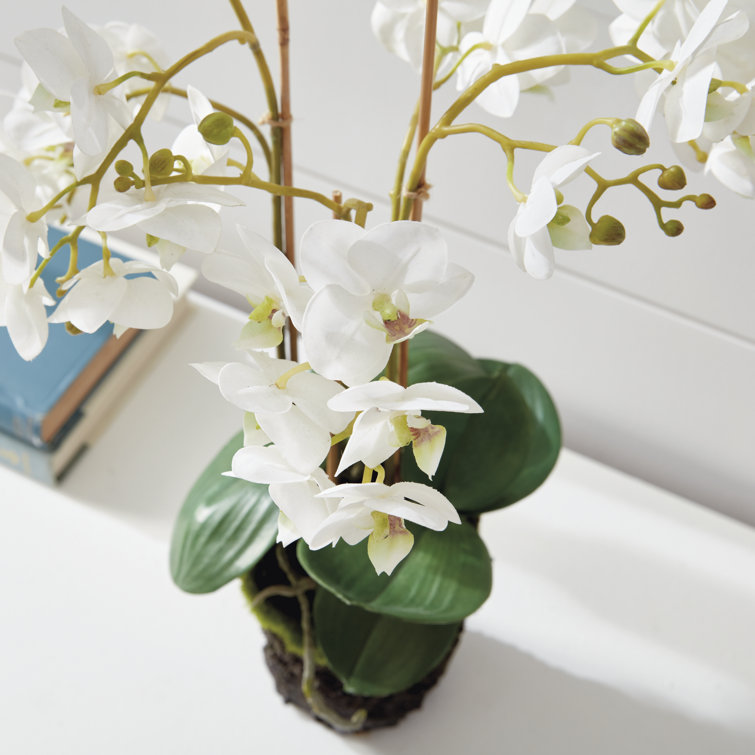 20-Inch White Phalaenopsis Orchid Drop-In Arrangement