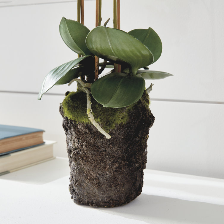 20-Inch White Phalaenopsis Orchid Drop-In Arrangement