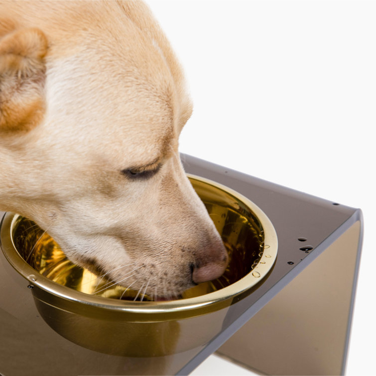 Bronze Acrylic Single Pet Feeder with Gold Bowl