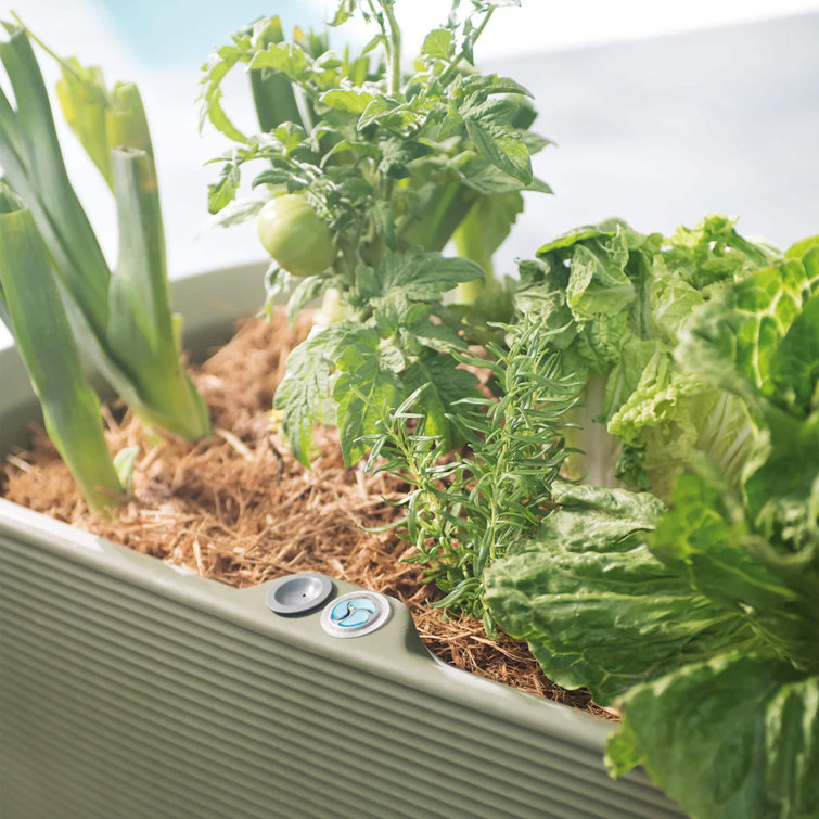 Olive Green High-Density Polyethylene Self-Watering Elevated Planter