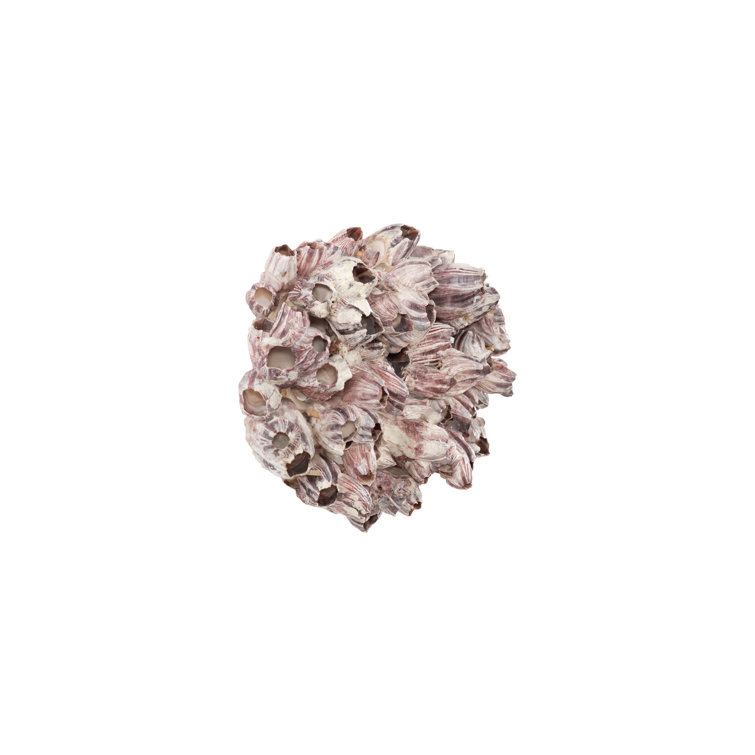 Large Beige Composite Barnacle Cluster Wall Sculpture