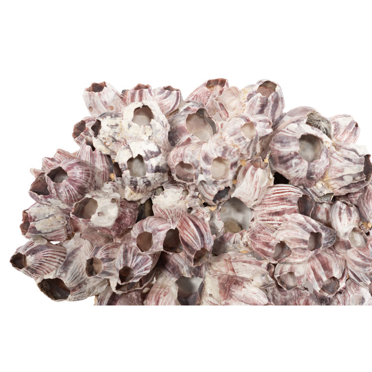 Large Beige Composite Barnacle Cluster Wall Sculpture