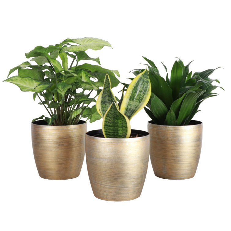 Gold Indoor Low Light Houseplant Set with Plastic Pots