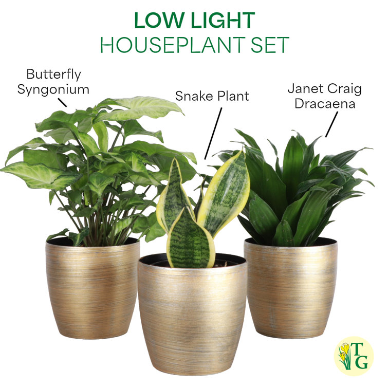 Gold Indoor Low Light Houseplant Set with Plastic Pots
