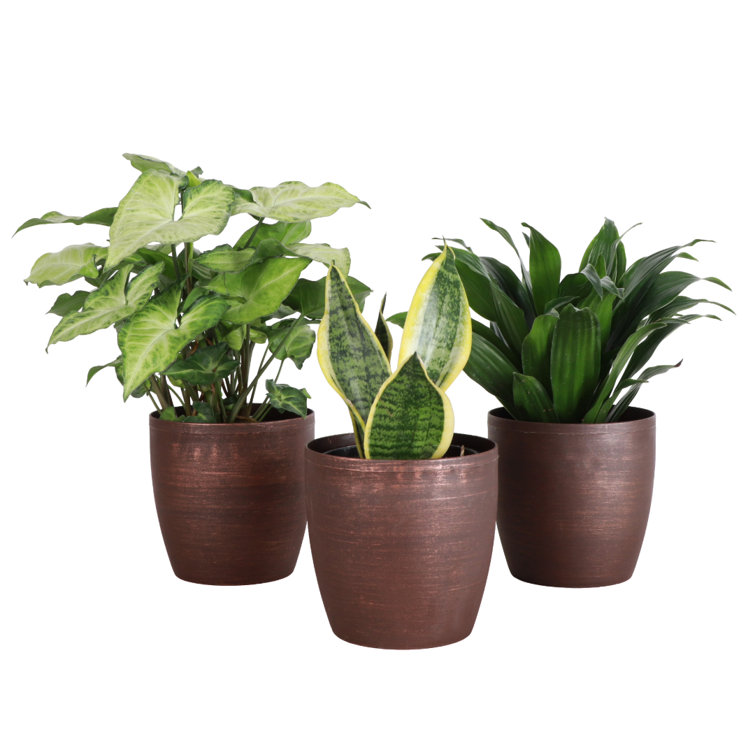 Indoor Low Light Houseplant Set with Plastic Pots