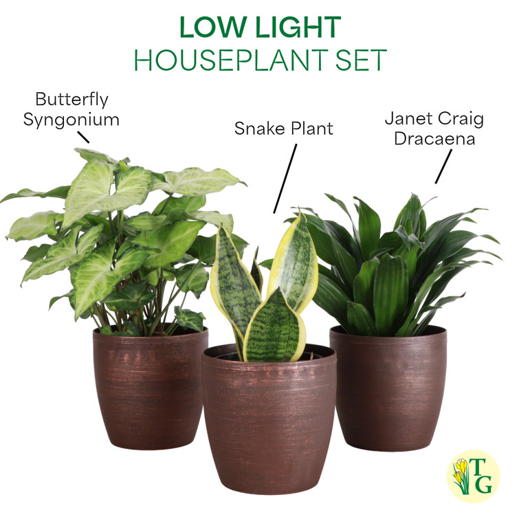 Indoor Low Light Houseplant Set with Plastic Pots