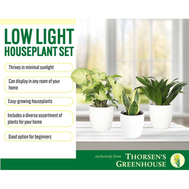 Set of 3 Indoor Green Plants with White Plastic Pots
