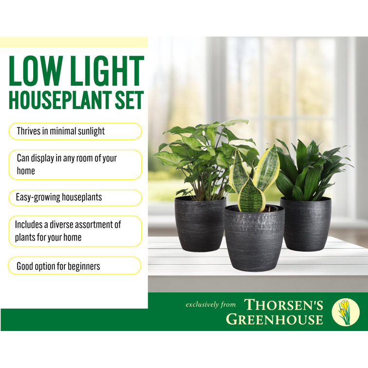 Indoor Low Light Houseplant Set with Plastic Pots
