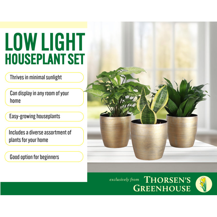 Gold Indoor Low Light Houseplant Set with Plastic Pots