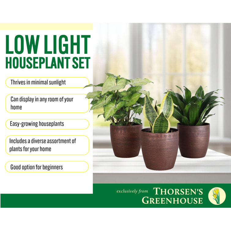 Indoor Low Light Houseplant Set with Plastic Pots