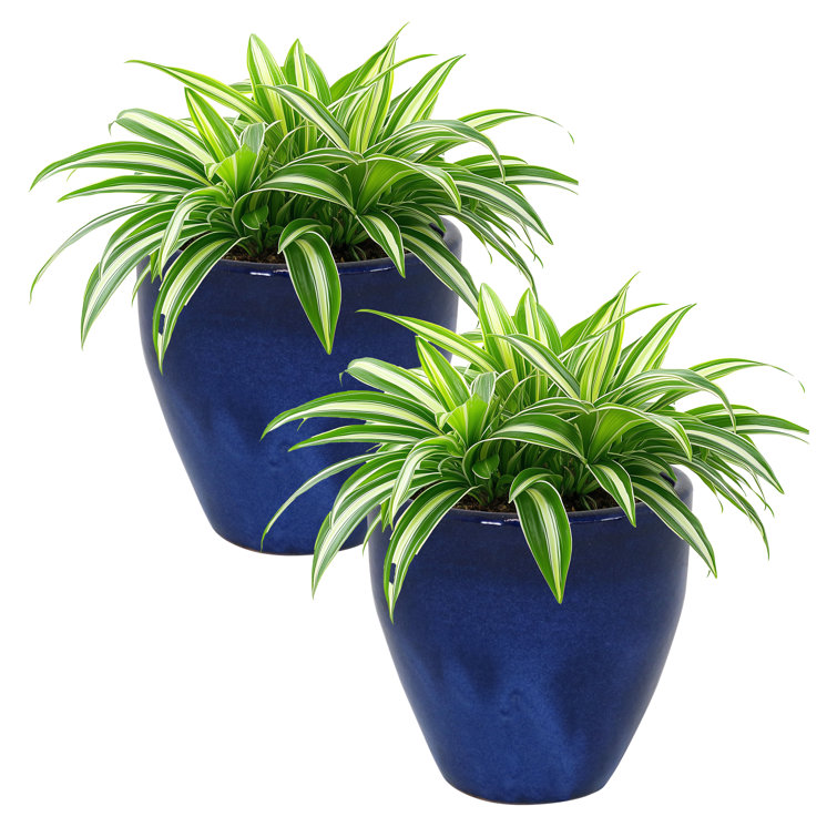Imperial Blue Medium Ceramic Indoor/Outdoor Planter Set with Drainage Holes