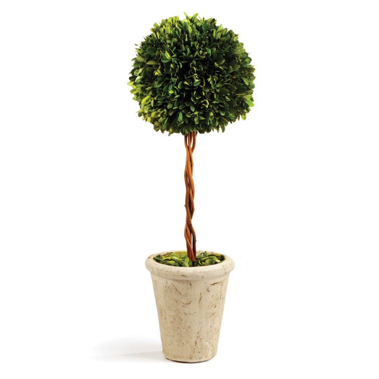 18.5" Green Boxwood Topiary in Beige Earthenware Pot