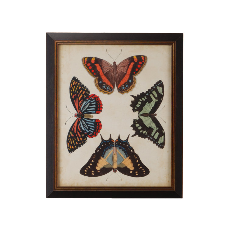 Framed Butterfly Graphic Art Print in Black Frame