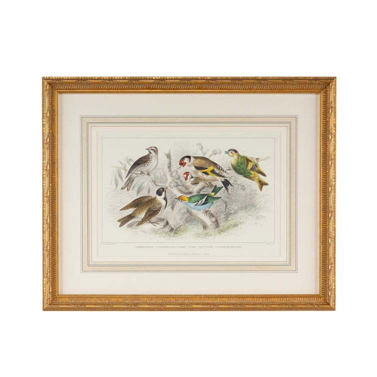 Gold Leaf Ornate Frame with Hand Watercolored Bird Engraving