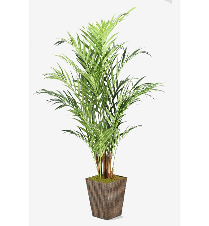 8' Green Artificial Kentia Palm in Square Wicker Basket