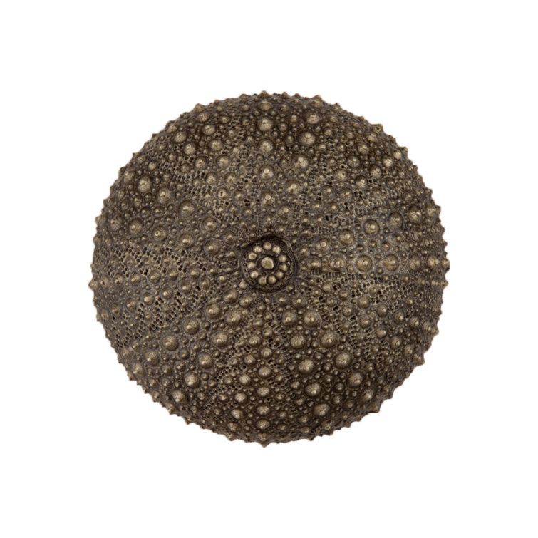 Antique Brass Round Sea Urchin Cabinet Knob