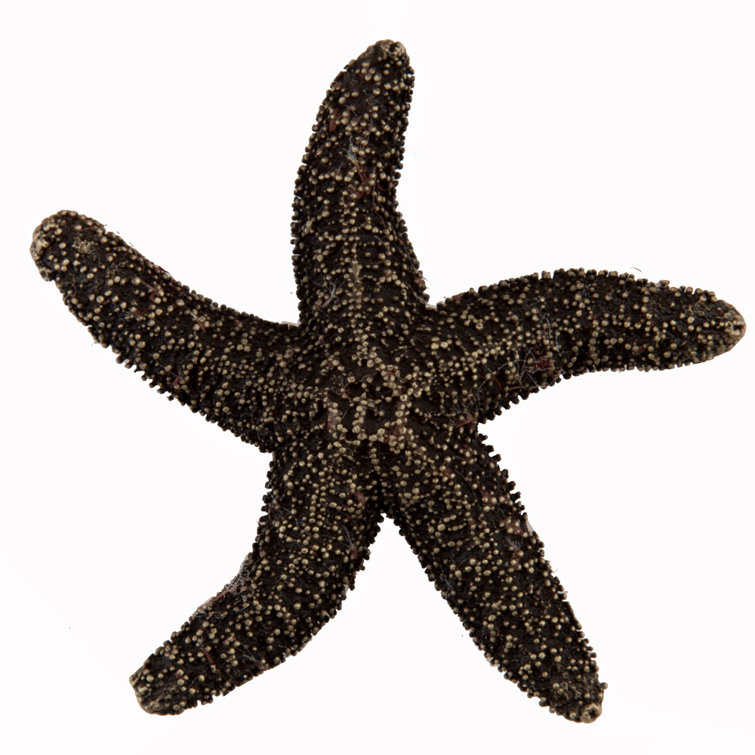 Antique Brass Starfish Cabinet Knob with Mounting Hardware