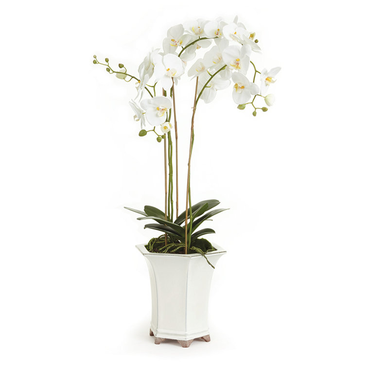 Elegant White Phalaenopsis Orchid in Ceramic Pot, 36"