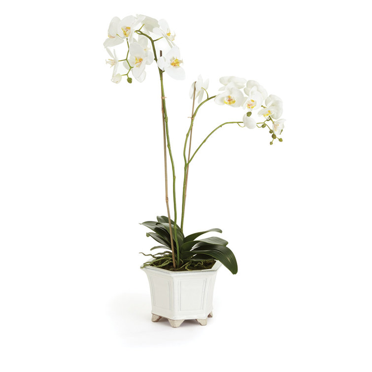 White Phalaenopsis Orchid in Ceramic Pot, 31" Tall