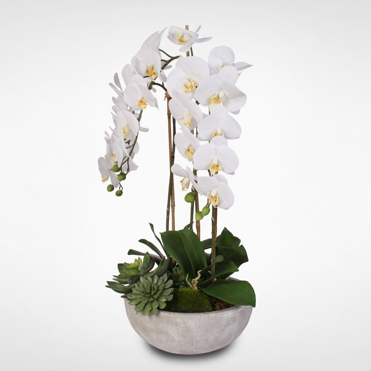Elegant White Phalaenopsis Orchids & Succulents Stone Bowl Display
