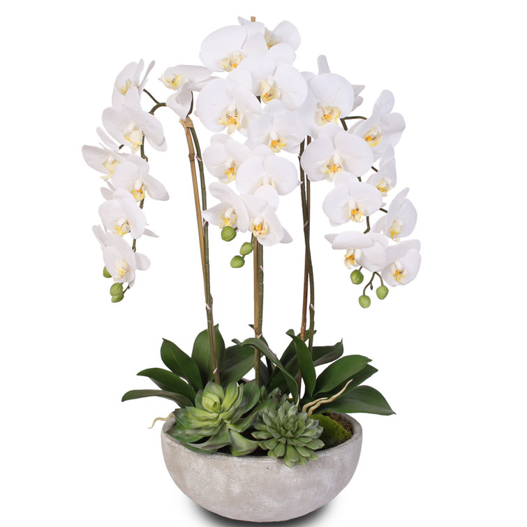 Elegant White Phalaenopsis Orchids & Succulents Stone Bowl Display