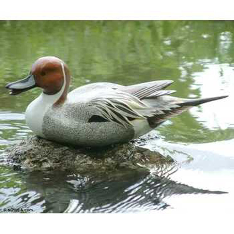 Hand-Painted Albesia Wood Pintail Duck Figurine