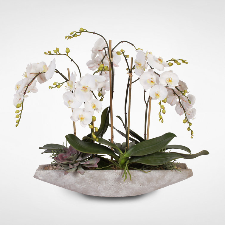 Large White Orchid and Succulent Arrangement in Stone Boat Pot