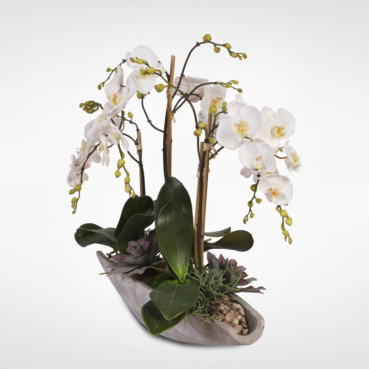 Large White Orchid and Succulent Arrangement in Stone Boat Pot