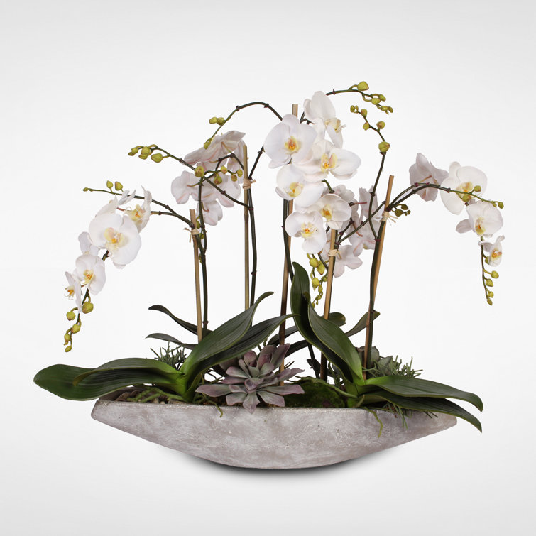 Large White Orchid and Succulent Arrangement in Stone Boat Pot