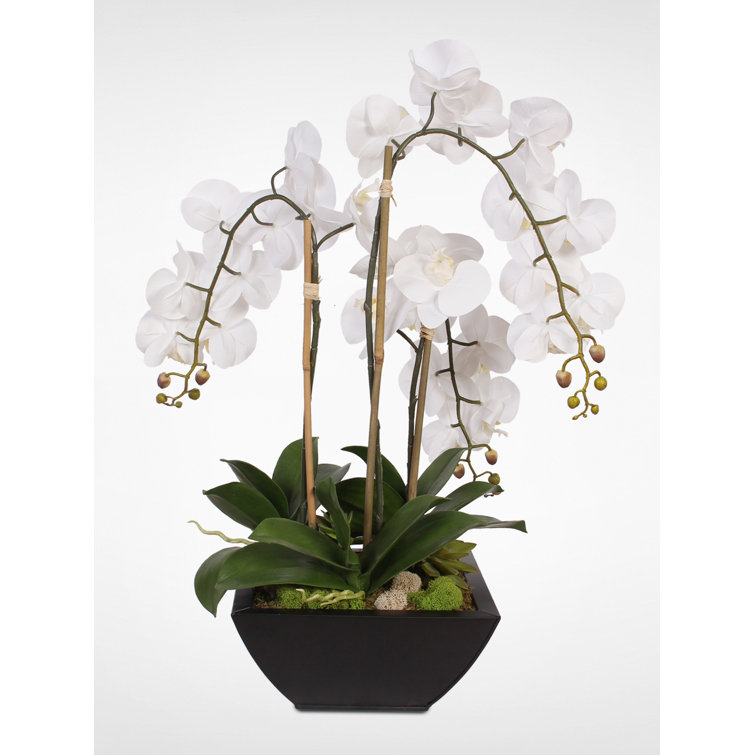 Real Touch White Orchids and Succulents in Black Metal Pot