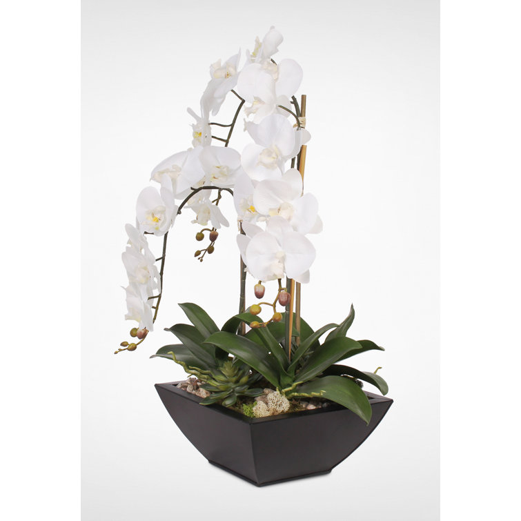 Real Touch White Orchids and Succulents in Black Metal Pot