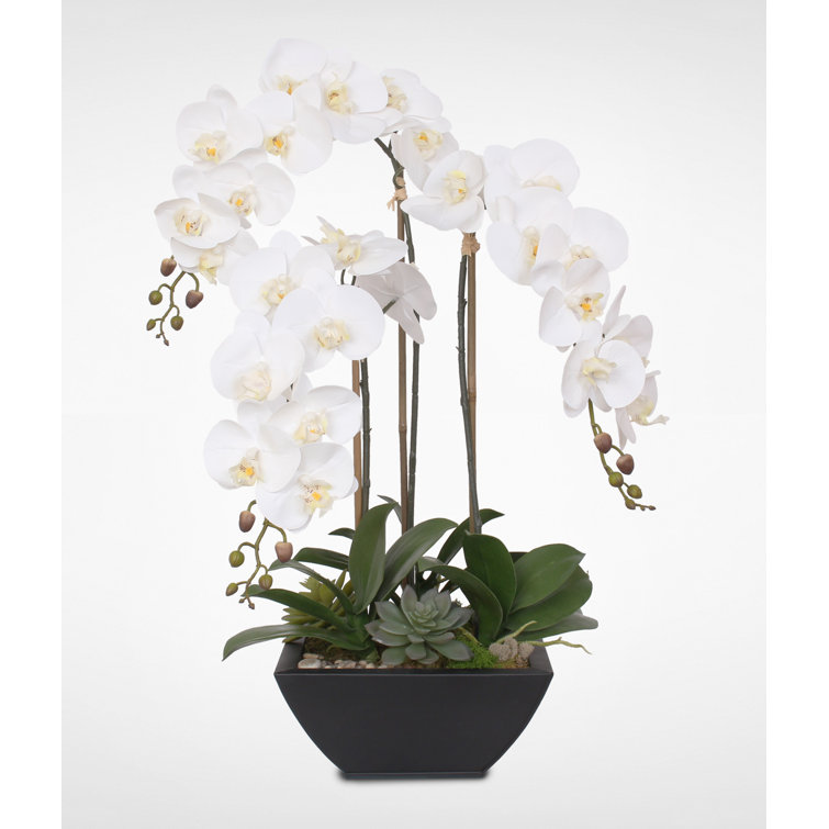 Real Touch White Orchids and Succulents in Black Metal Pot