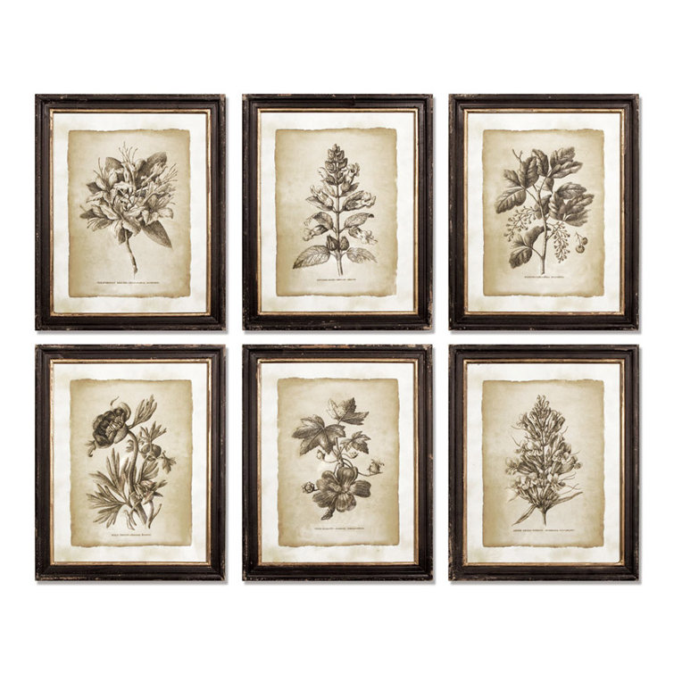 Set of 6 Vintage Botanical Framed Prints with Black and Gold Accents