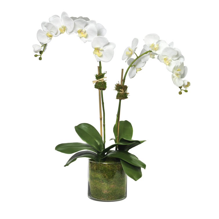 White Phalaenopsis Orchid in Glass Vase Floral Arrangement
