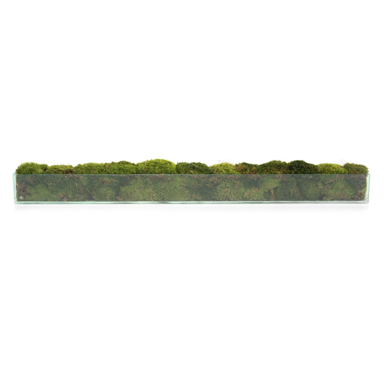 Desktop Preserved Moss Arrangement in Rectangular Glass Jar
