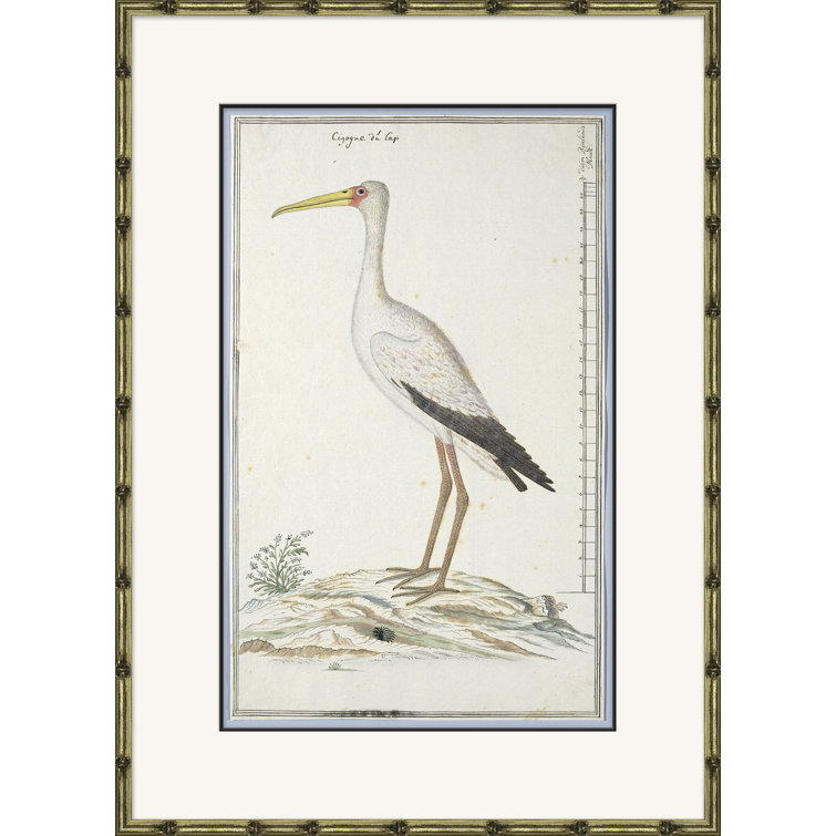Bird Drawings, Circa 1777 " Bird Drawings, Circa 1777 "