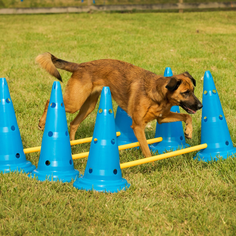 Adjustable Blue and Yellow Plastic Dog Agility Set