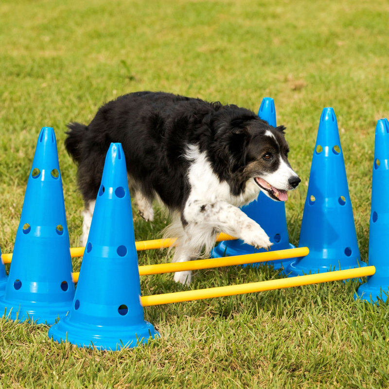 Adjustable Blue and Yellow Plastic Dog Agility Set