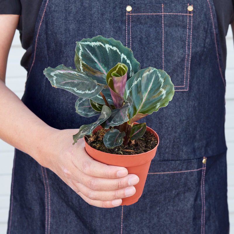 Calathea 'Medallion' Assorted 4" Plastic Nursery Pot Indoor Plant
