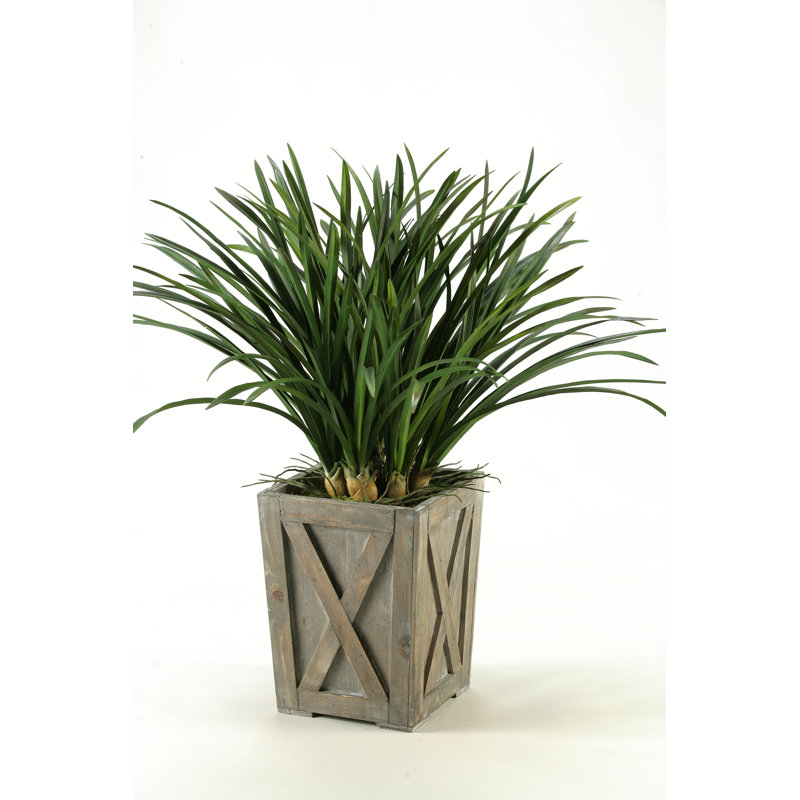 Winter Areca Grass 36" Potted Arrangement in Weathered Grey Planter