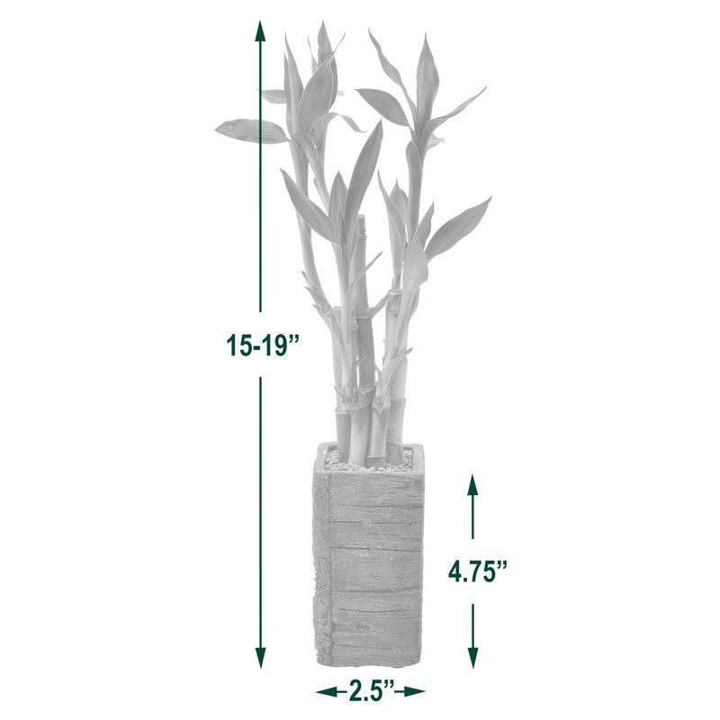 5-Stem Lucky Bamboo in Beige Wood Planter