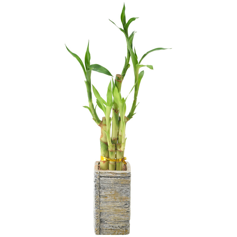 5-Stem Lucky Bamboo in Beige Wood Planter