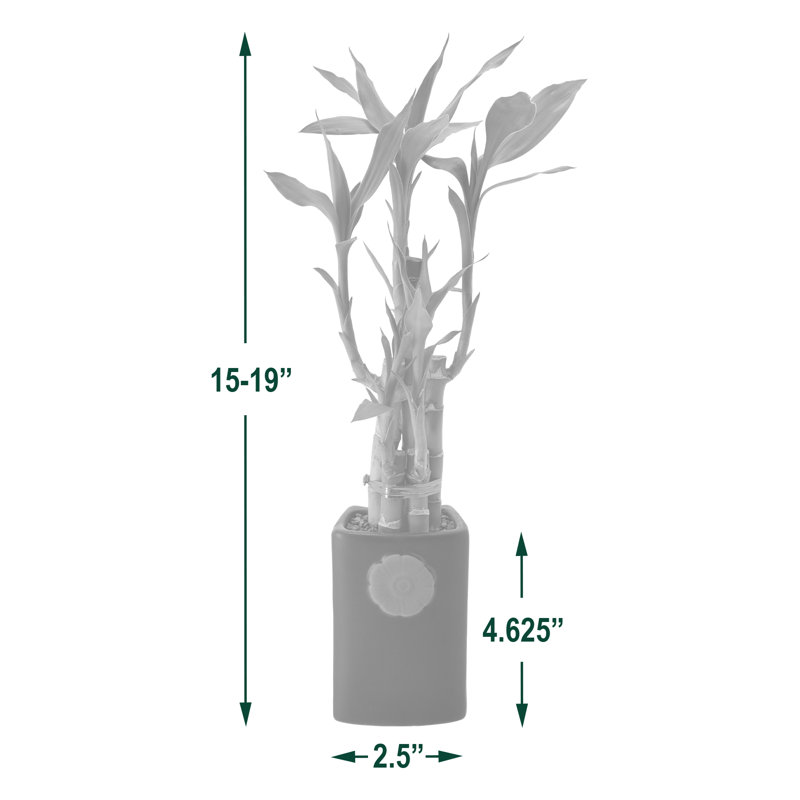 18-Inch Green Dracaena Sanderiana in Ceramic Planter