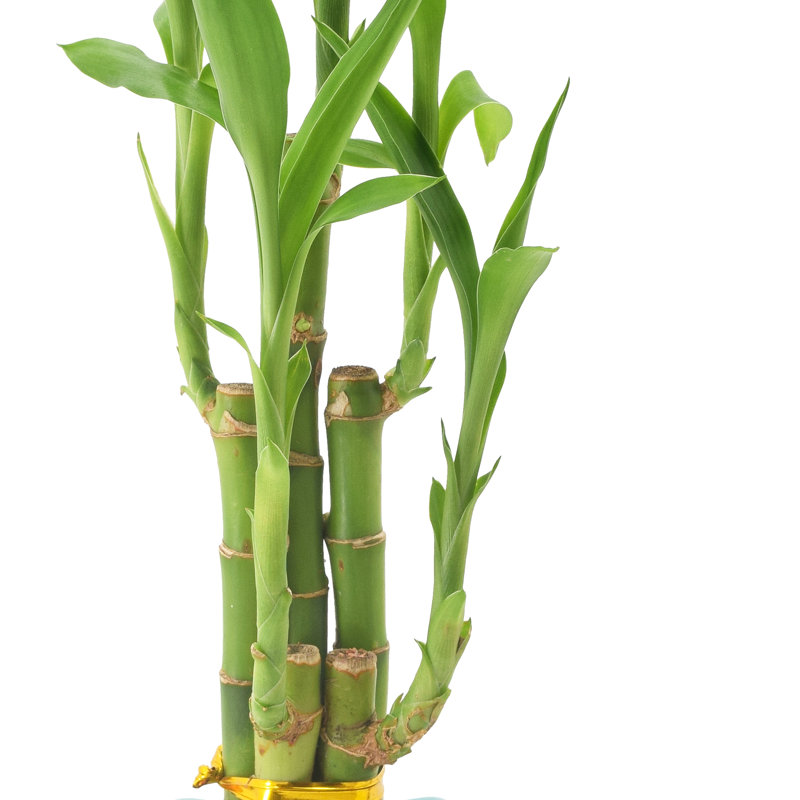 18-Inch Green Dracaena Sanderiana in Ceramic Planter