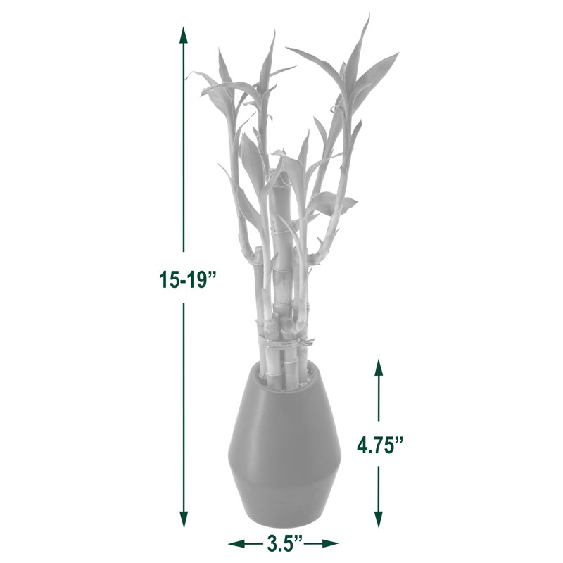 Medium Light Green Dracaena Sanderiana in Black Ceramic Pot