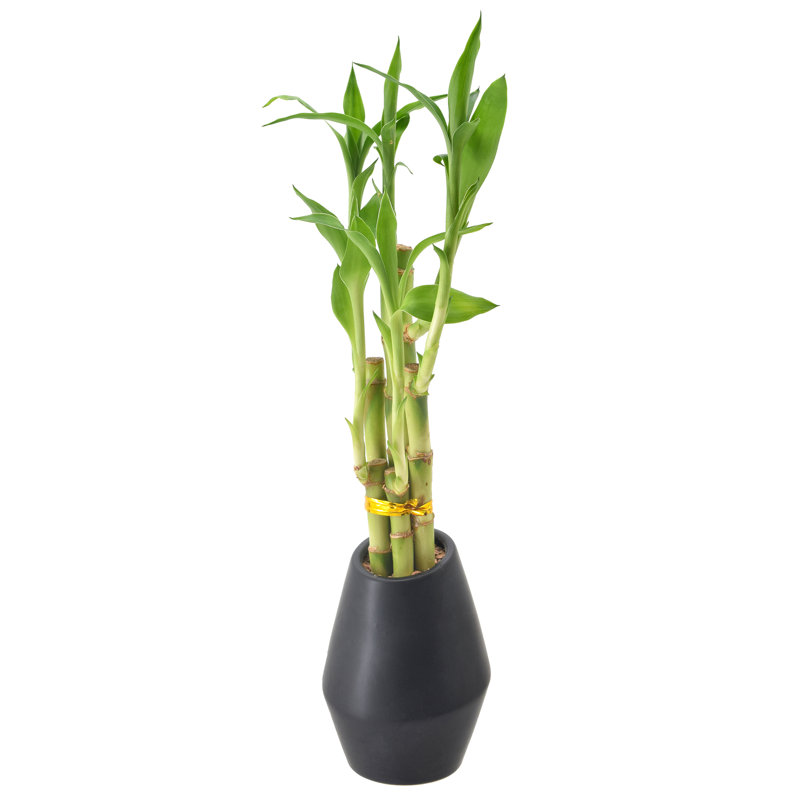 Medium Light Green Dracaena Sanderiana in Black Ceramic Pot