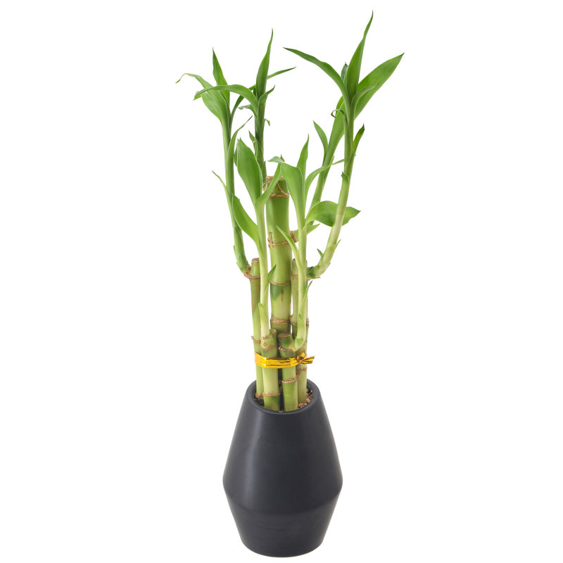 Medium Light Green Dracaena Sanderiana in Black Ceramic Pot