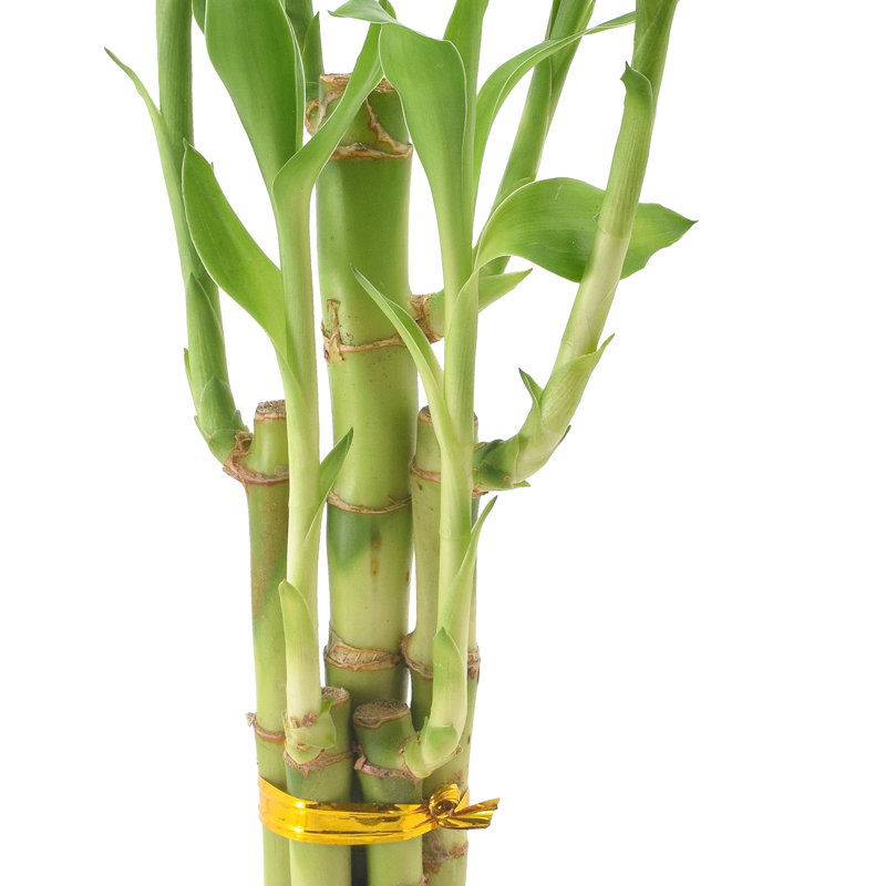 Medium Light Green Dracaena Sanderiana in Black Ceramic Pot