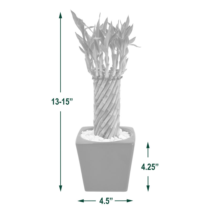 Carolina Tornado Lucky Bamboo in Black Ceramic Planter
